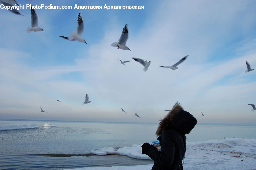 Bird, Seagull, Albatross, Outdoors, Sea, Water, Beach