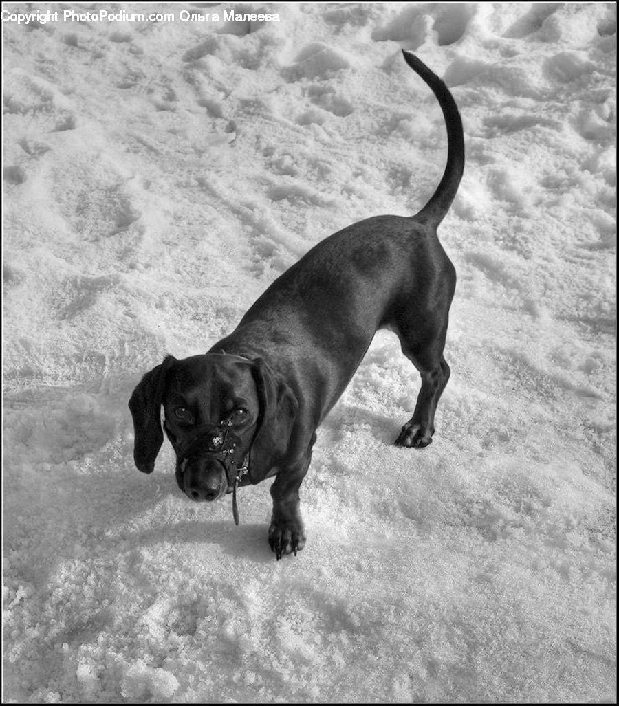 Animal, Adorable