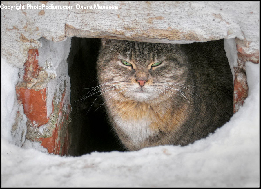 Brick, Animal, Cat, Kitten, Mammal, Pet, Manx