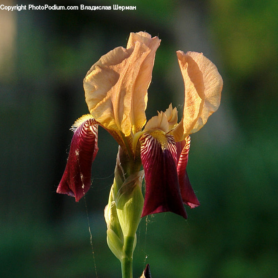 Flora, Flower, Gladiolus, Plant, Iris, Aquilegia, Blossom
