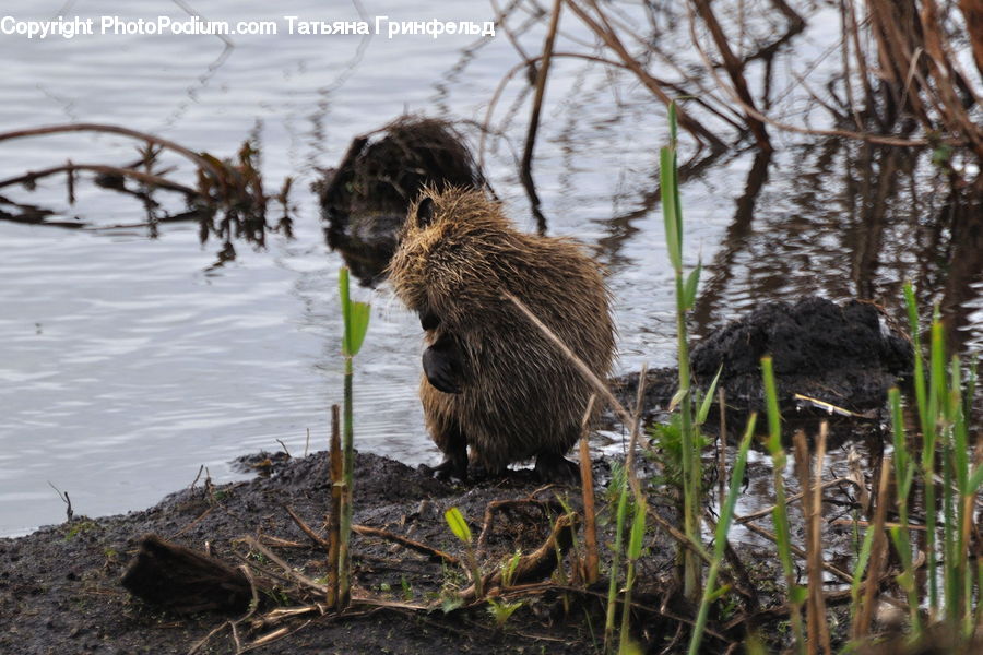 Animal, Beaver, Mammal, Rodent, Plant, Potted Plant, Land