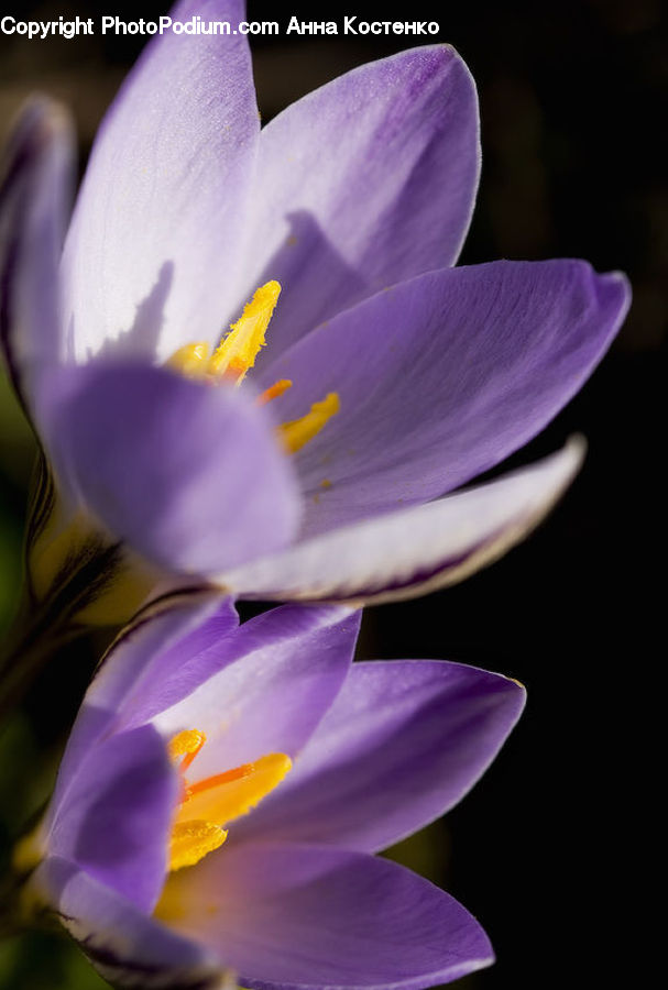Blossom, Crocus, Flora, Flower, Plant