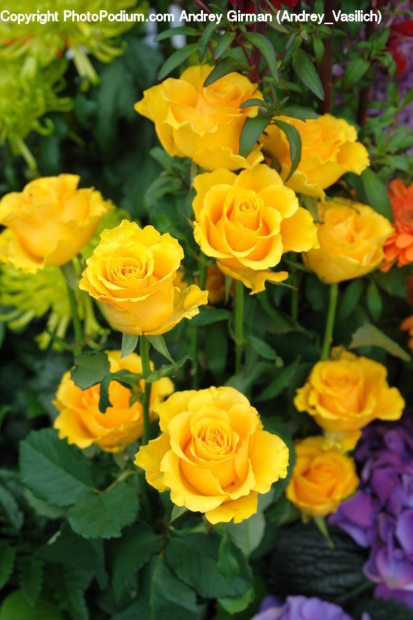 People, Person, Human, Blossom, Flower, Plant, Rose