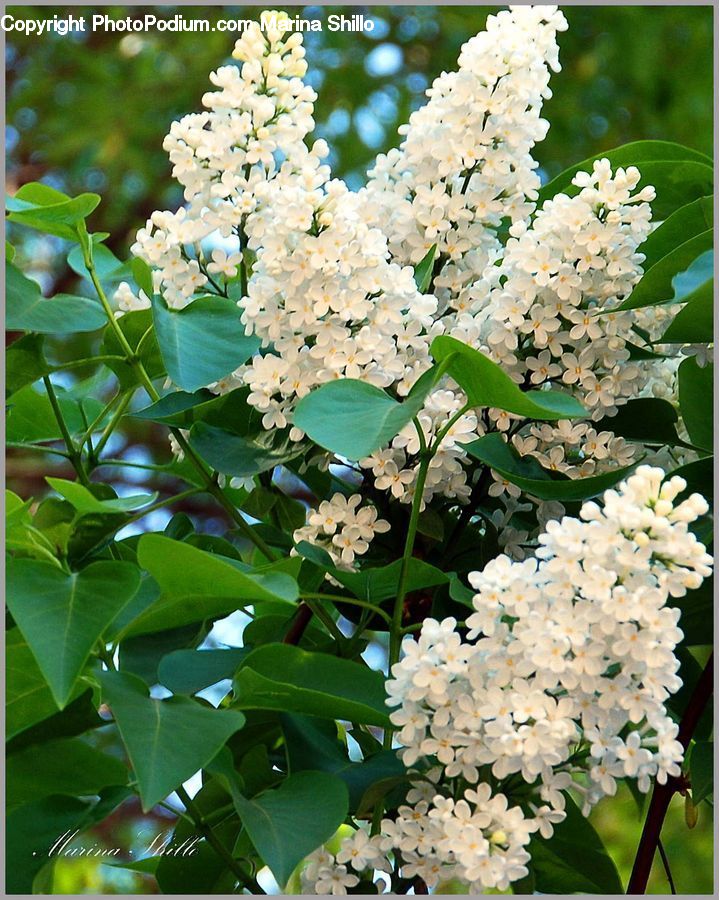 Blossom, Flora, Flower, Plant, Lilac, Bush, Vegetation