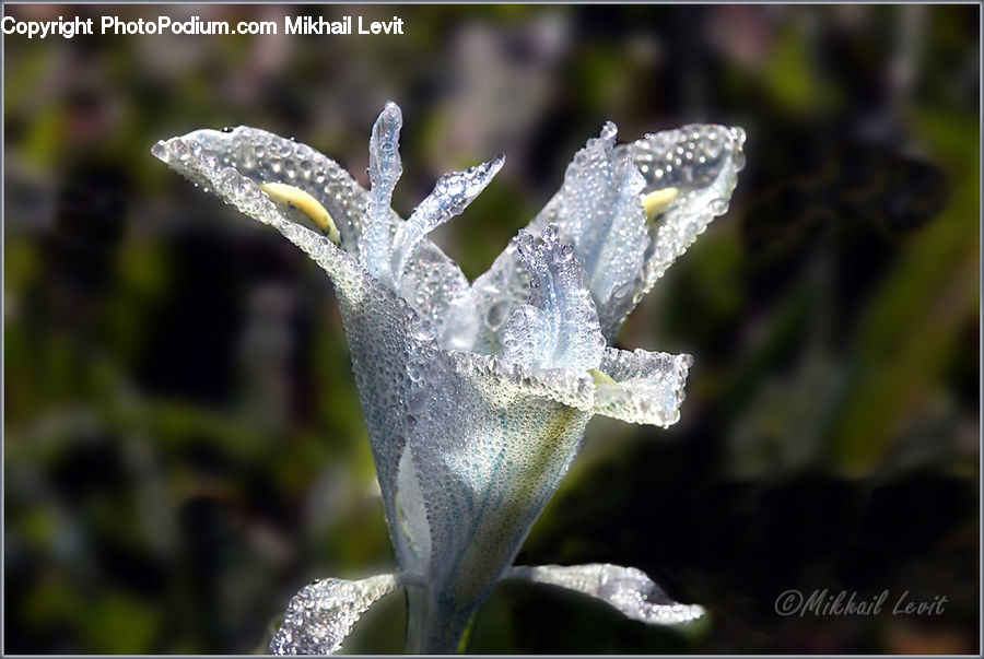 Frost, Ice, Outdoors, Snow, Blossom, Flora, Flower