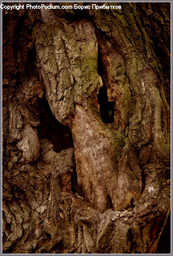 Cave, Tree Trunk, Hole