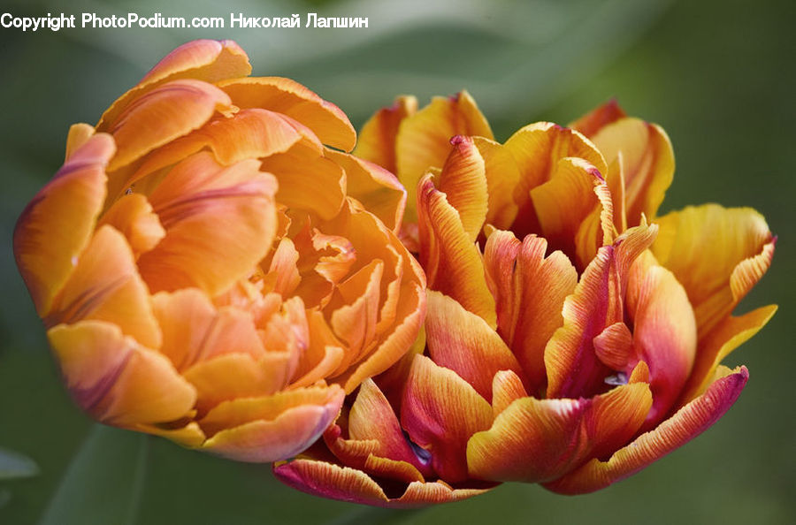Blossom, Flora, Flower, Plant, Tulip, Anther, Petal