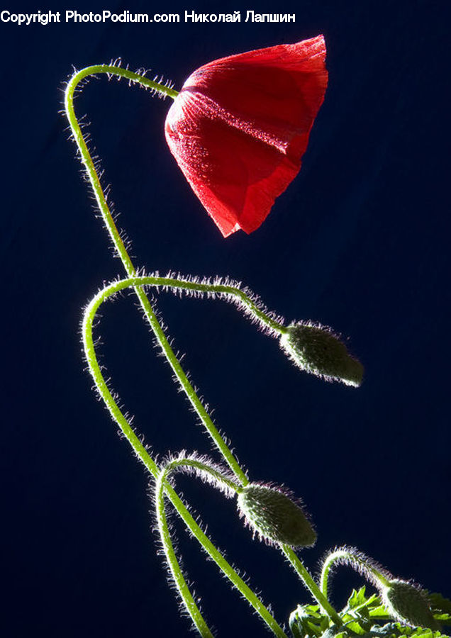 Blossom, Flora, Flower, Plant, Poppy, Geranium, Anthurium