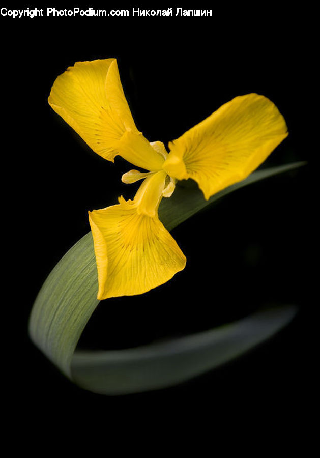 Blossom, Daffodil, Flora, Flower, Plant, Iris