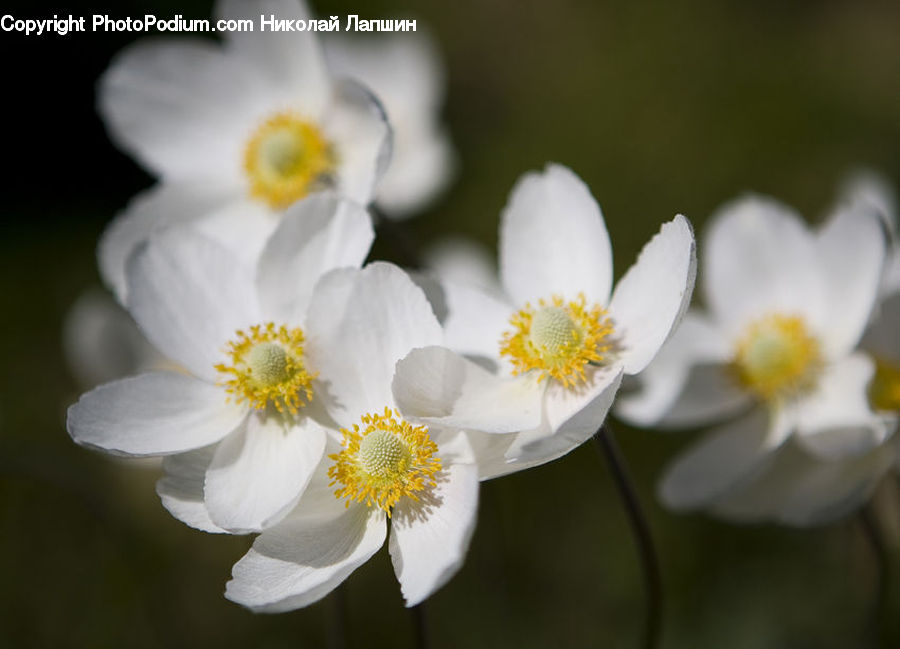 Blossom, Flora, Flower, Plant, Anemone, Pollen, Daisies