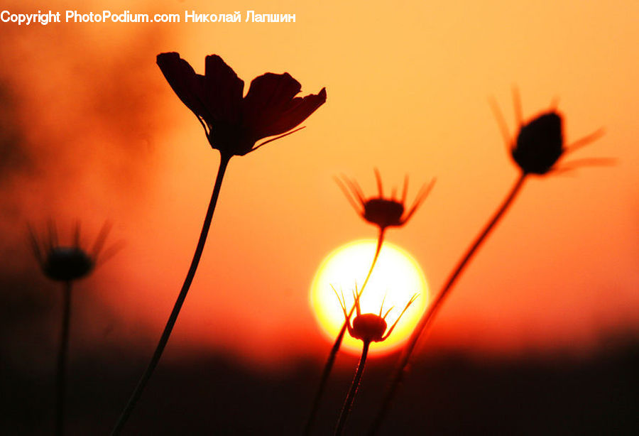 Light, Blossom, Flora, Flower, Petal, Plant, Poppy