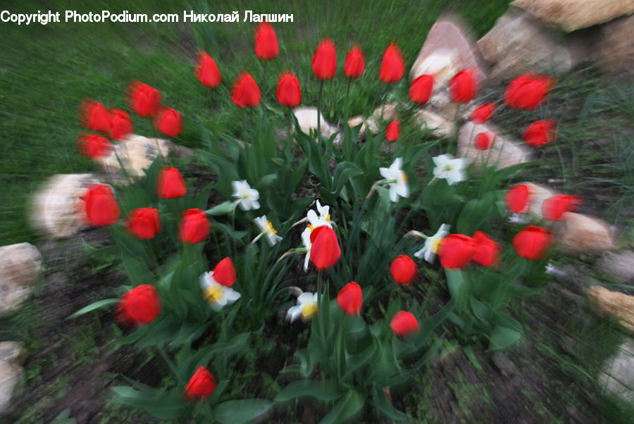 Blossom, Flora, Flower, Plant, Tulip, Poppy, Cactus