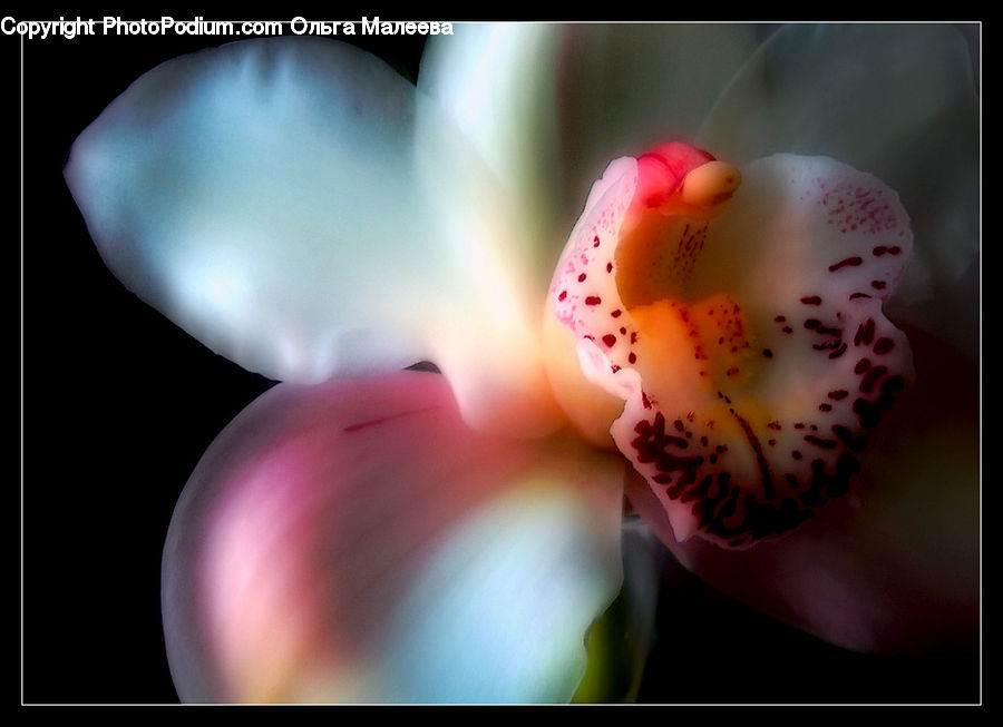Cream, Creme, Dessert, Food, Blossom, Flora, Flower