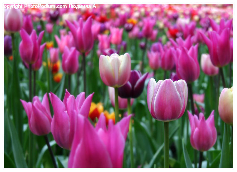 Blossom, Flora, Flower, Plant, Tulip, Crocus