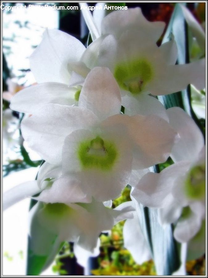 Plant, Potted Plant, Blossom, Flora, Flower, Petal, Gladiolus