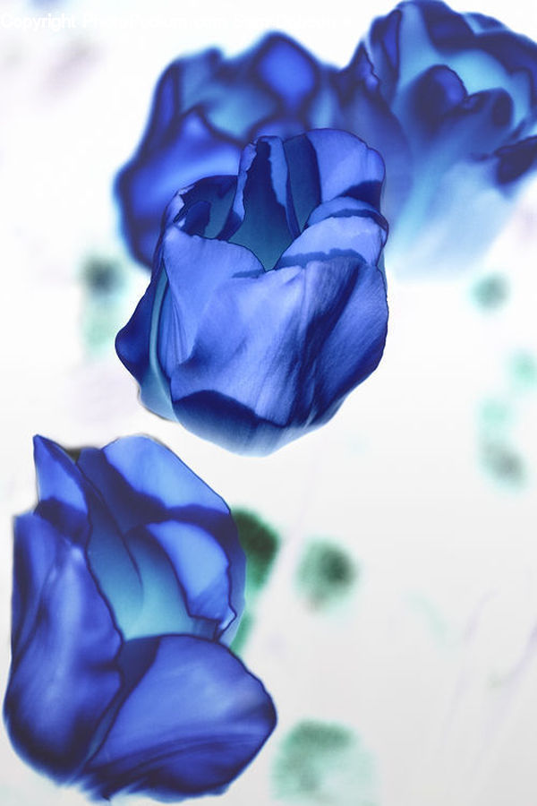 Blossom, Flora, Flower, Petal, Plant, Gladiolus, Fiber