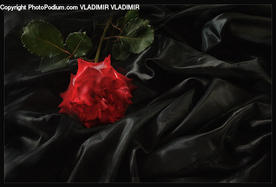 Flora, Flower, Gladiolus, Plant, Blossom, Rose, Maple