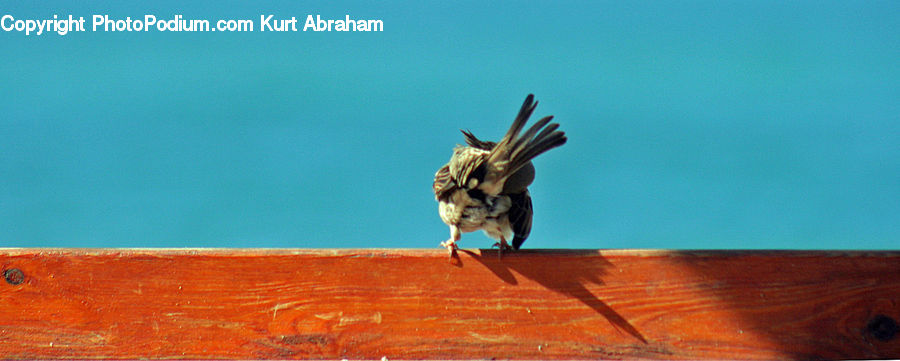 Bird, Swallow, Bee Eater, Buzzard, Harrier, Hawk, Vulture