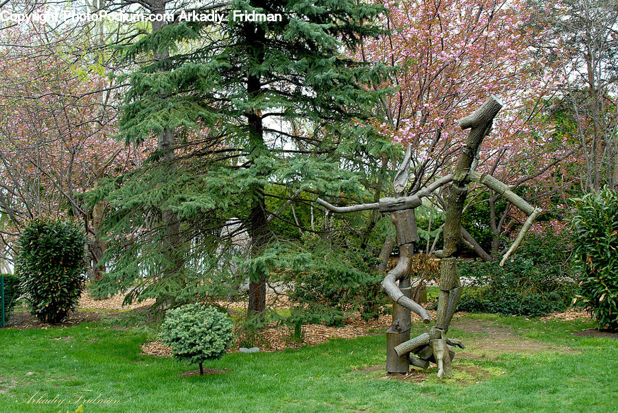 Conifer, Fir, Plant, Tree, Oak, Wood, Pine