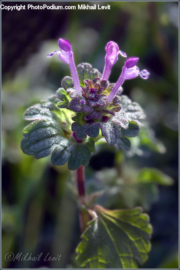 Blossom, Flora, Flower, Plant, Geranium, Foxglove, Lupin