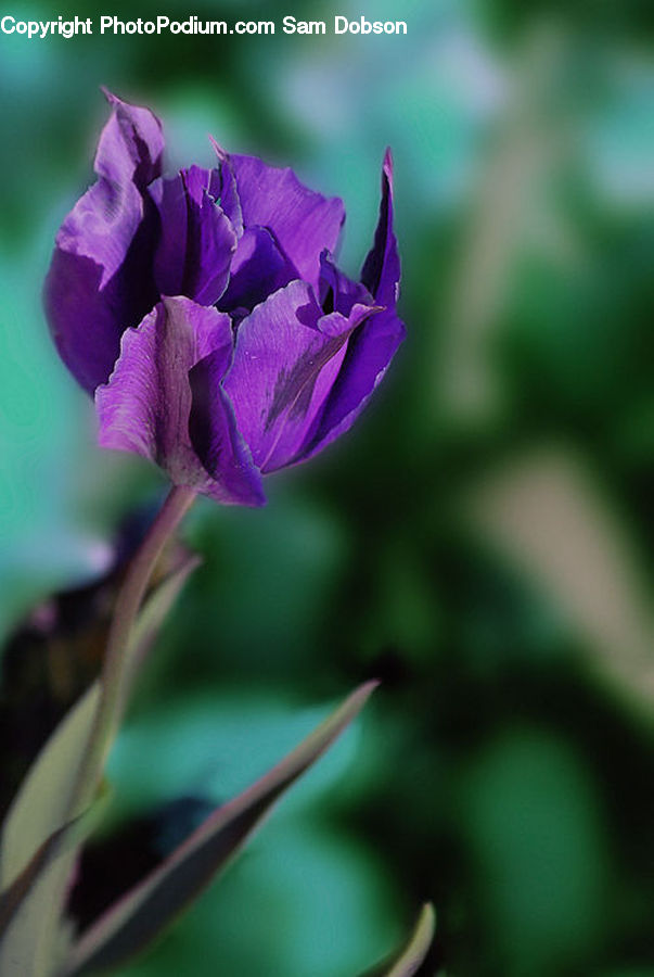 Flora, Flower, Gladiolus, Plant, Blossom, Geranium, Crocus