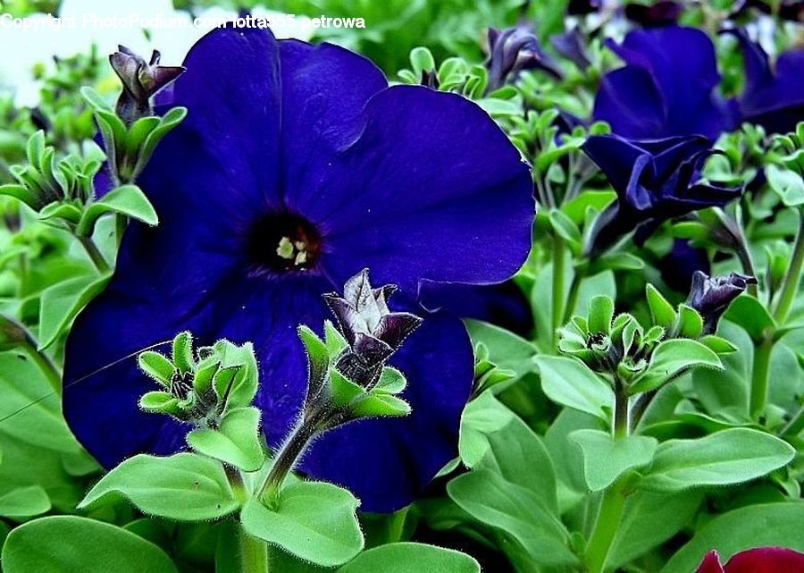 Blossom, Flora, Flower, Plant, Violet, Iris, Gladiolus