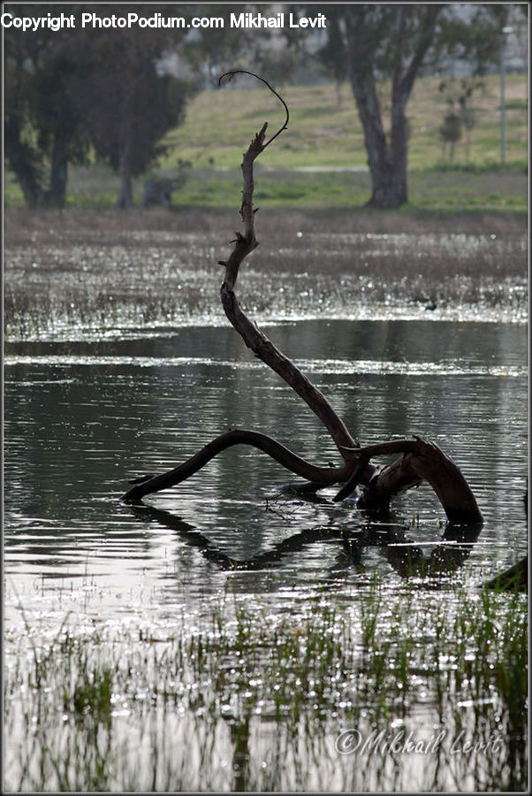 Birch, Tree, Wood, Plant, Outdoors, Pond, Water