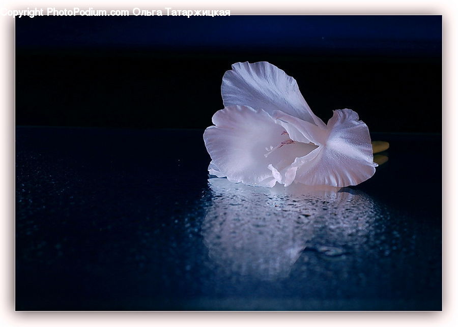 Flora, Flower, Gladiolus, Plant, Garlic, Blossom, Geranium