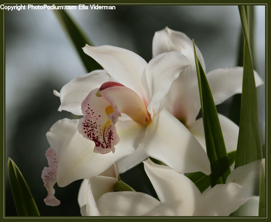 Flora, Flower, Gladiolus, Plant, Blossom, Orchid, Food