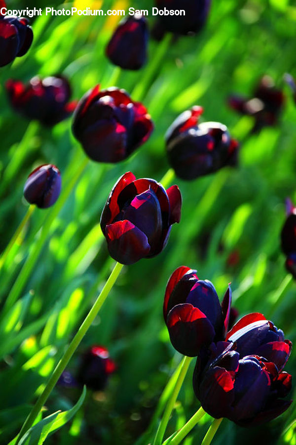 Blossom, Flora, Flower, Plant, Tulip, Cherry, Fruit