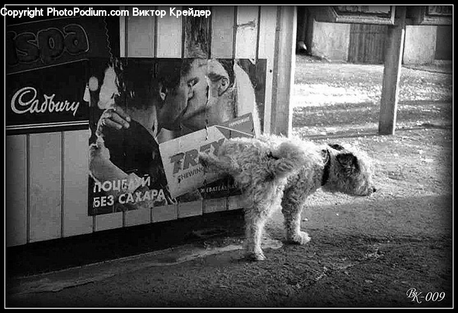 Animal, Canine, Dog, Mammal, Pet, Terrier, Flyer