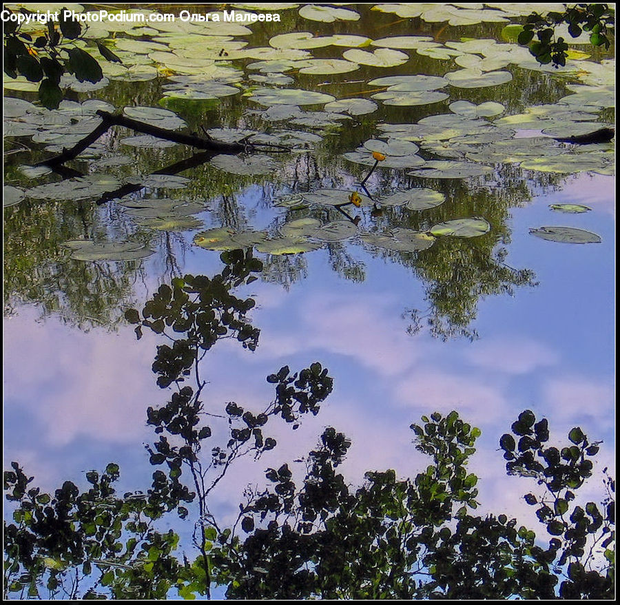 Outdoors, Pond, Water, Bush, Plant, Vegetation, Land