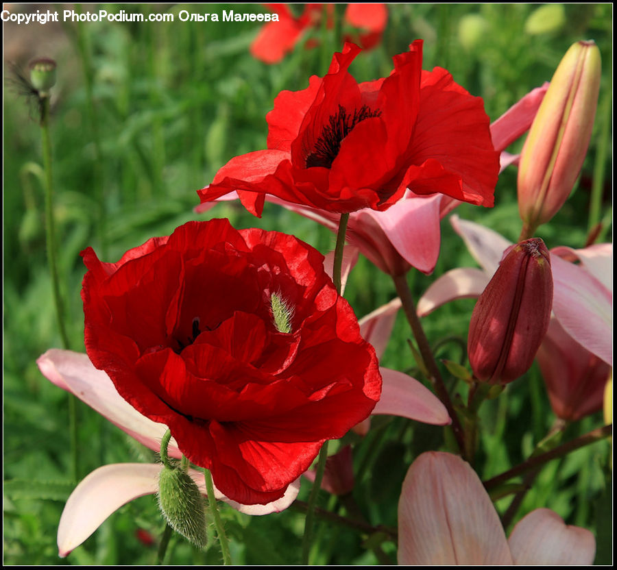Blossom, Flora, Flower, Geranium, Plant, Gladiolus, Carnation