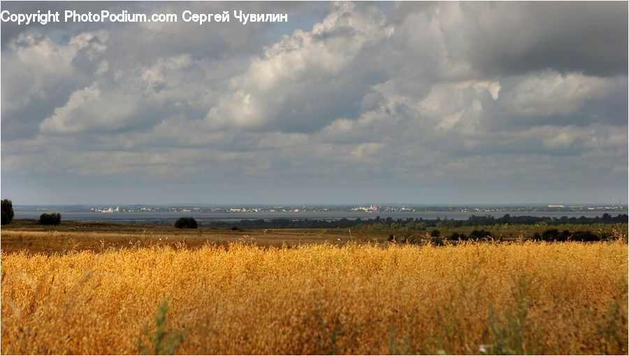 Grain, Wheat, Field, Grass, Grassland, Land, Outdoors