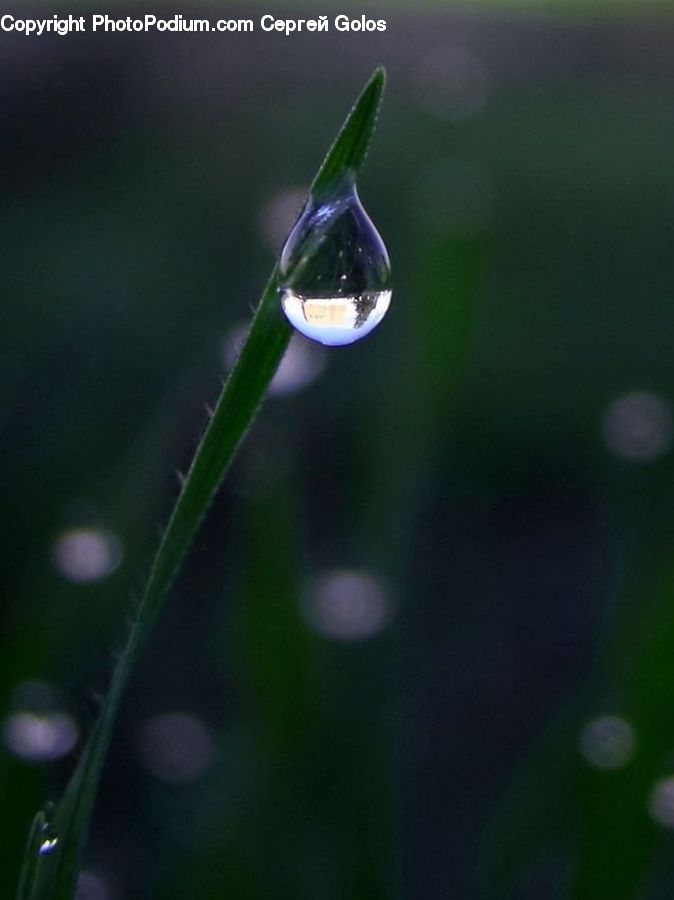 Droplet, Bird, Hummingbird, Water, Plant