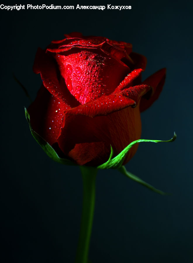 Blossom, Flower, Plant, Rose, Carnation, Flora, Petal