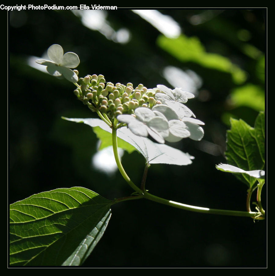 Plant, Blossom, Flora, Flower, Geranium, Lilac, Leaf