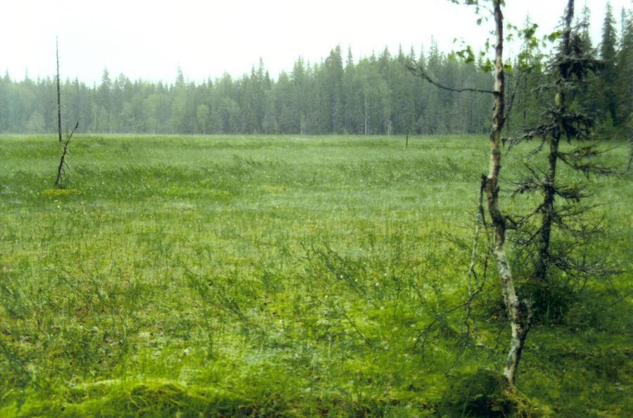 Field, Grass, Grassland, Land, Outdoors, Meadow, Pasture