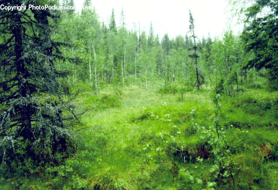 Conifer, Fir, Plant, Tree, Forest, Jungle, Rainforest