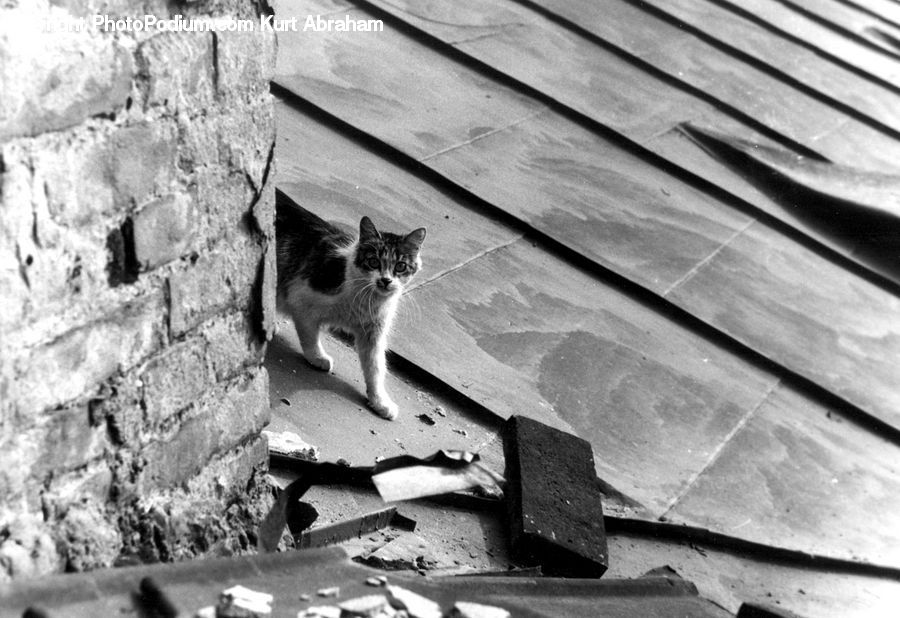 Animal, Adorable, Cat, Mammal, Manx, Pet, Rubble