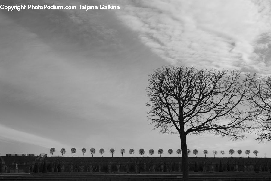 Plant, Tree, Silhouette, Oak, Wood, City, Downtown
