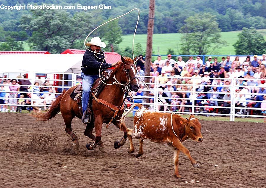 Rodeo, Animal, Horse, Mammal, Angus, Bull, Cattle