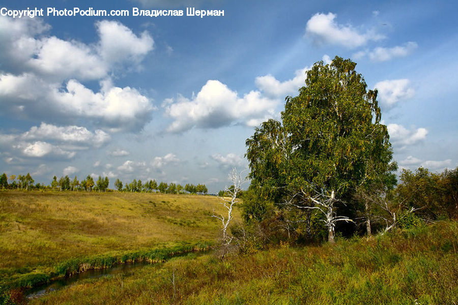 Field, Grass, Grassland, Land, Outdoors, Meadow, Pasture