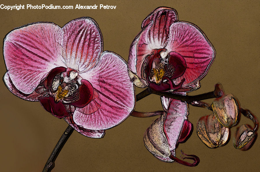 Blossom, Flora, Flower, Orchid, Plant, People, Person