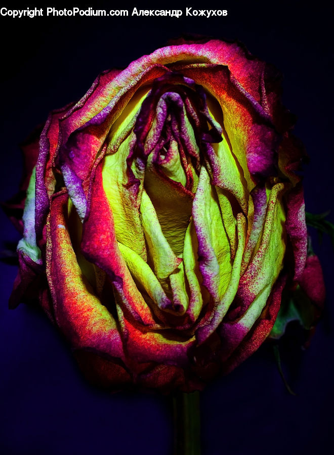 People, Person, Human, Blossom, Flower, Peony, Plant