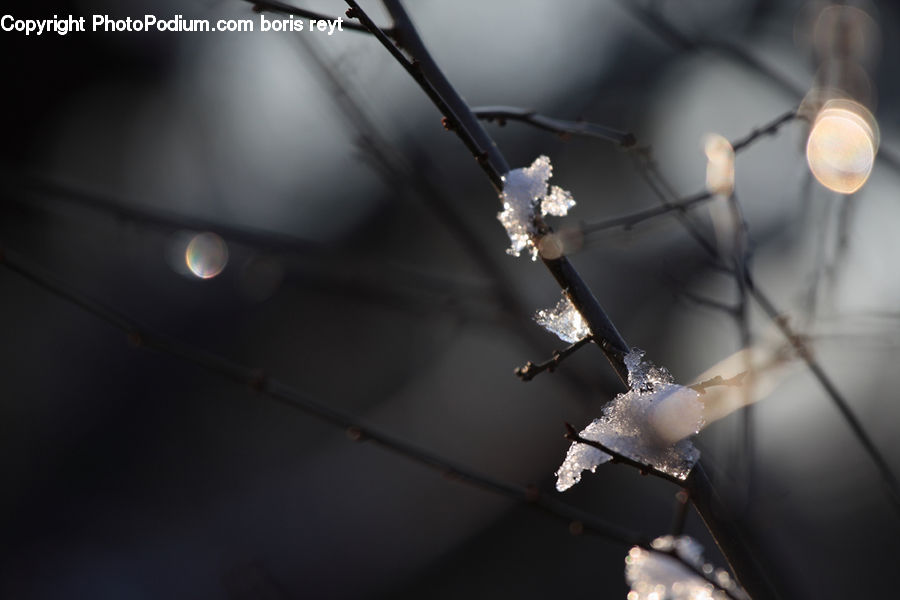 Blossom, Flora, Flower, Plant, Light, Lightbulb, Lighting