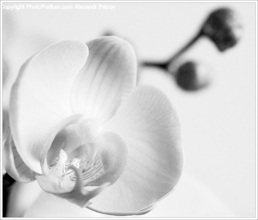 Blossom, Flora, Flower, Petal, Plant, Amaryllis, Anemone