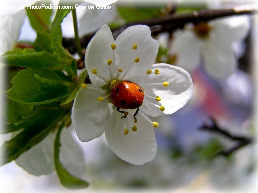 Blossom, Flora, Flower, Plant, Geranium, Cherry Blossom, Fruit