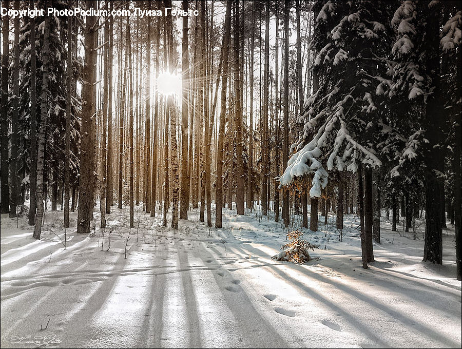 Ice, Outdoors, Snow, Forest, Vegetation, Birch, Tree