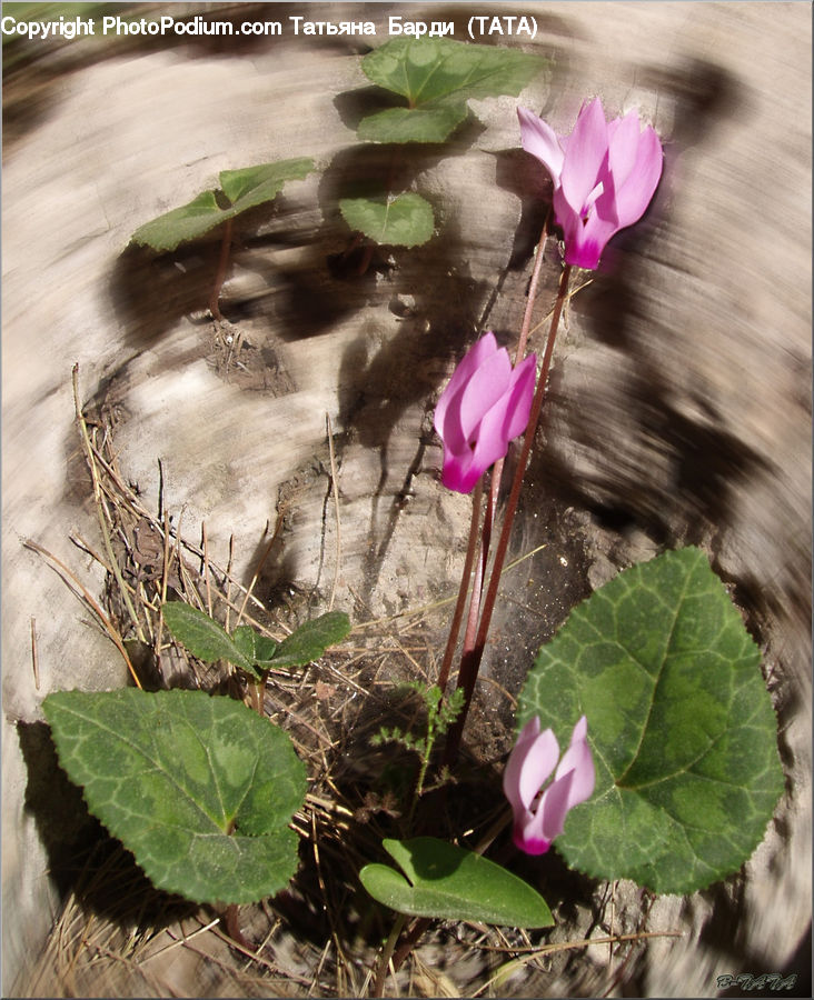 Blossom, Flora, Flower, Geranium, Plant, Produce, Turnip